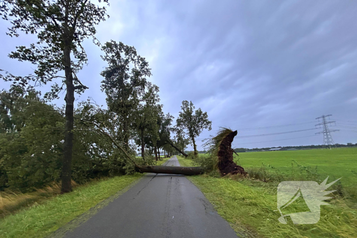 Drie grote bomen omver door harde wind