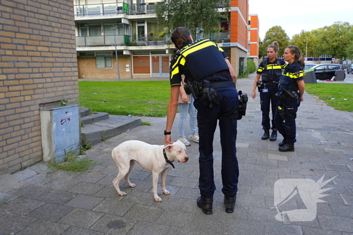 Politie druk met loslopende hond van beschonken bewoner