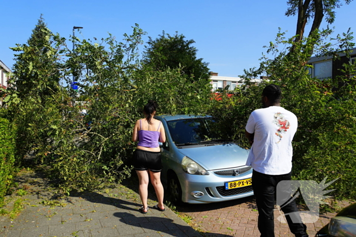 Boom waait om en valt op auto