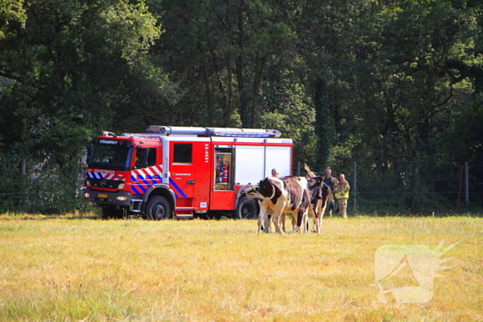 Koeien tonen interesse tijdens bluswerkzaamheden