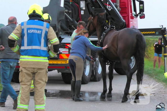 Paard word met speciale broek uit sloot getakeld