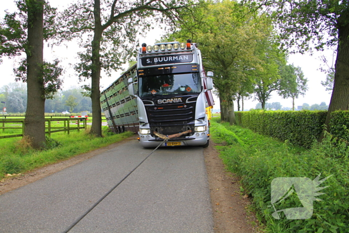 Vrachtwagen met biggen belandt in greppel