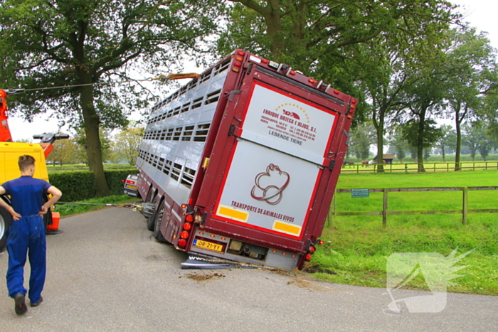 Vrachtwagen met biggen belandt in greppel