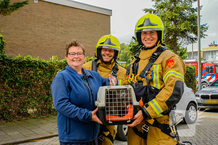 Buurt belt brandweer voor kat in de boom