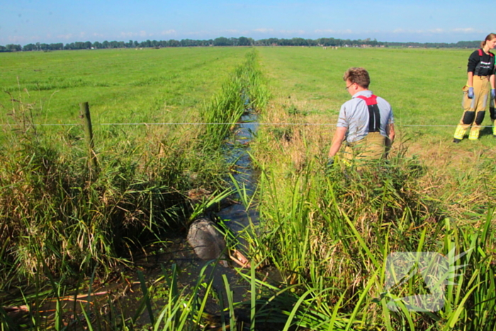 Brandweer haalt Stier uit sloot