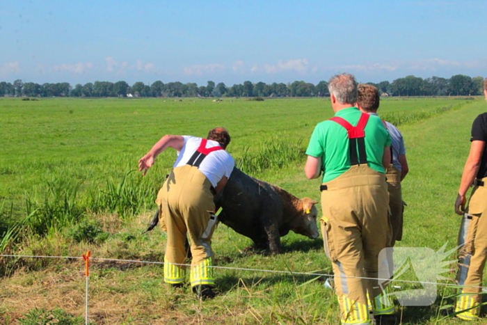 Brandweer haalt Stier uit sloot