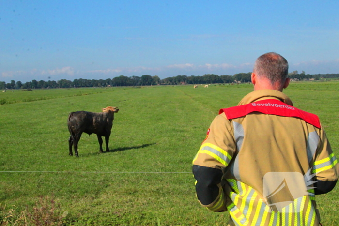 Brandweer haalt Stier uit sloot