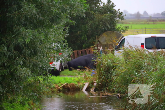 Vrouw aangevallen door stier