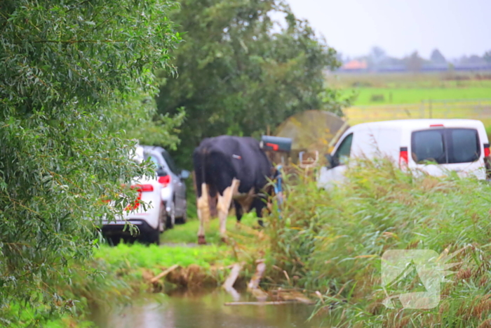 Vrouw aangevallen door stier