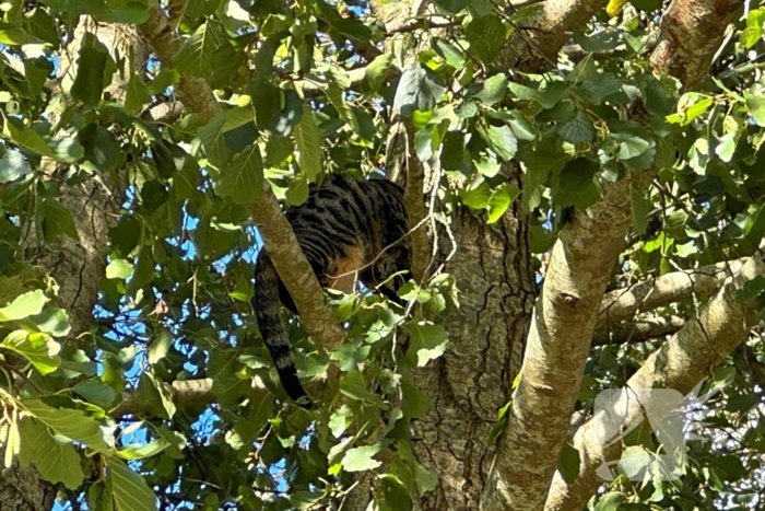 Hoogwerker ingezet voor kat in boom