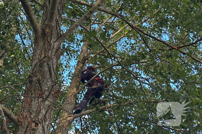 Hoogwerker ingezet voor kat in boom