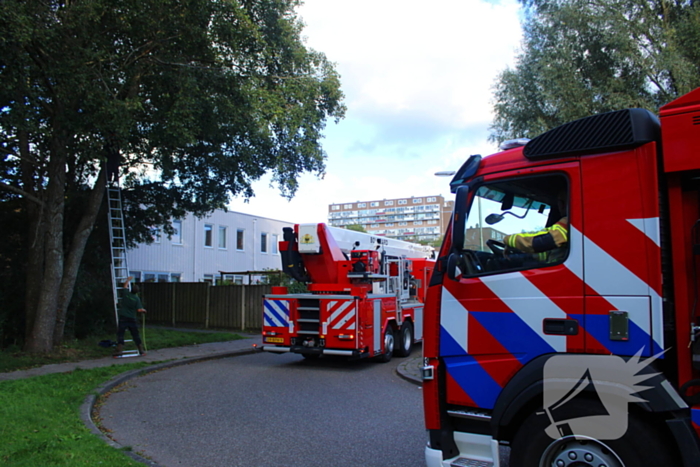 Hoogwerker ingezet voor kat in boom