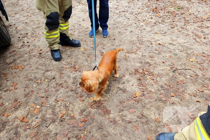 Brandweer redt hond uit benarde situatie