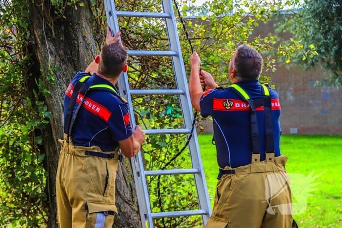 Brandweer redt kind uit boom