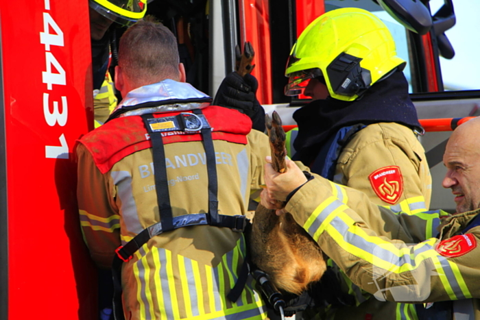 Brandweer zet alles op alles om ree te vangen