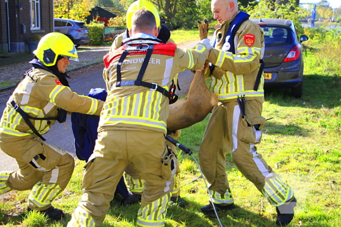 Brandweer zet alles op alles om ree te vangen