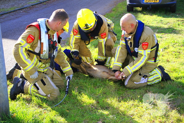 Brandweer zet alles op alles om ree te vangen