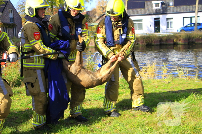 Brandweer zet alles op alles om ree te vangen