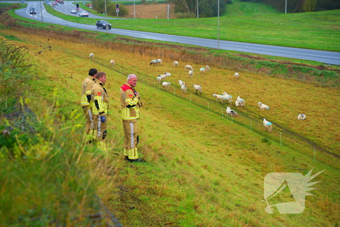 Brandweer op zoek naar vastzittend schaap