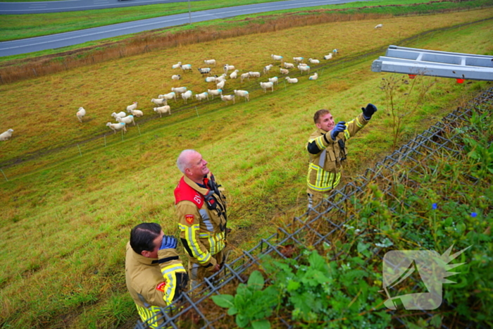 Brandweer op zoek naar vastzittend schaap