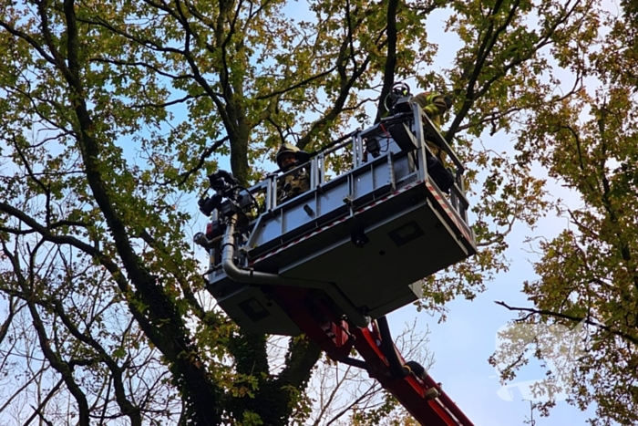 Hulpdiensten druk voor kat in boom