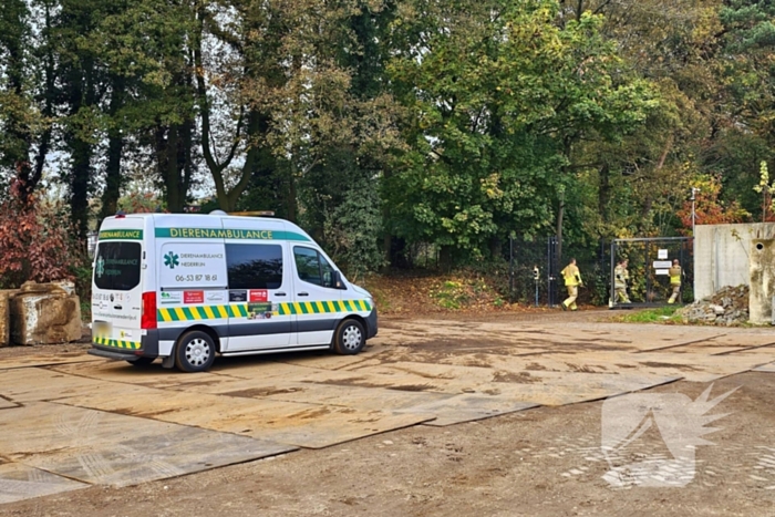 Hulpdiensten druk voor kat in boom