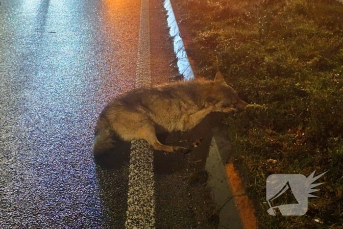 Wolf doodgereden op provinciale weg