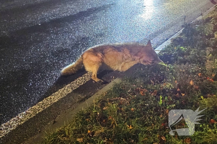 Wolf doodgereden op provinciale weg