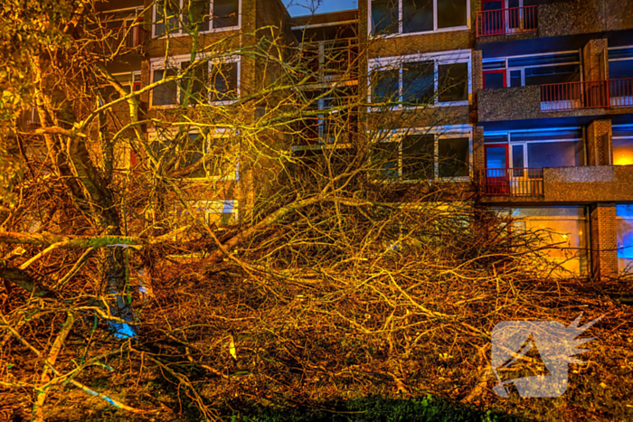 Enorme boom valt om door harde wind