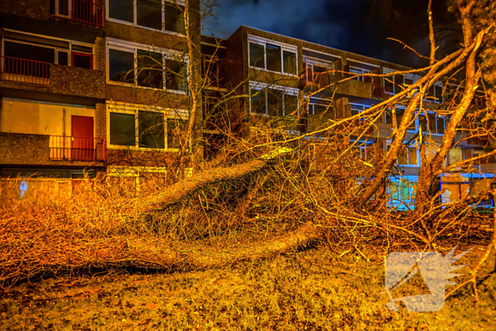 Enorme boom valt om door harde wind