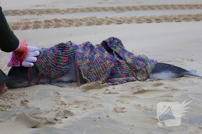 Bruinvis aangespoeld op strand