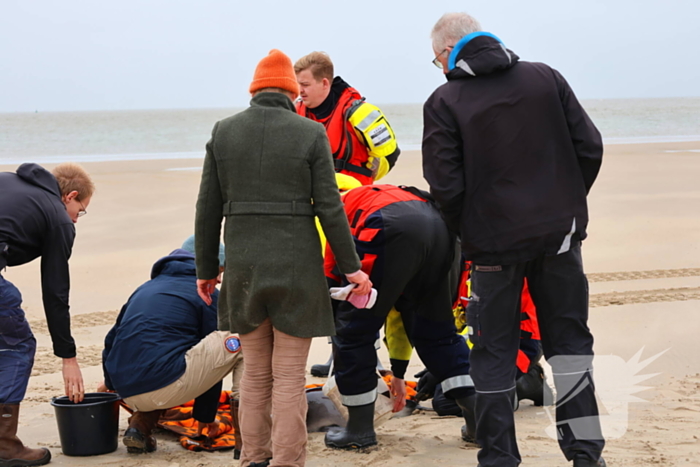 Bruinvis aangespoeld op strand