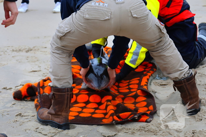 Bruinvis aangespoeld op strand