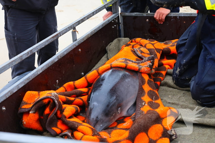 Bruinvis aangespoeld op strand