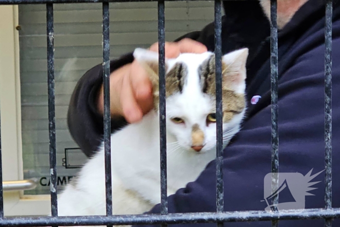 Kat bevrijdt uit benarde positie