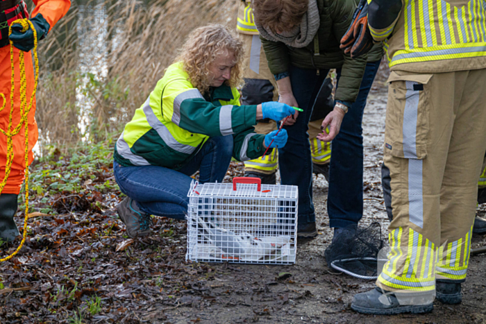 Brandweer bevrijdt vastzittende meeuw