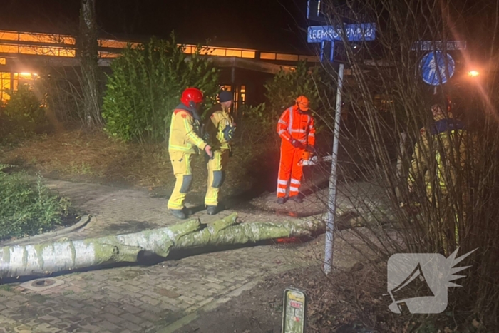 Grote boom blokkeert voetpad