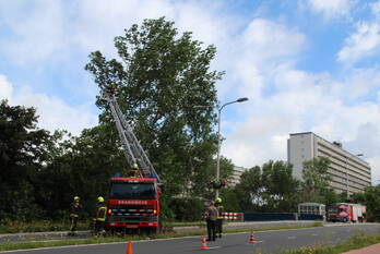 natuur synthese katwijk