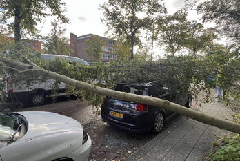 natuur albatroslaan rotterdam