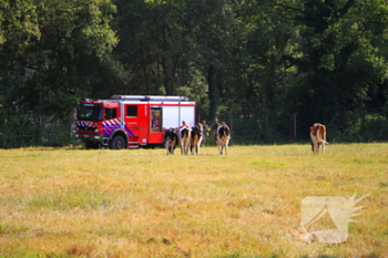 brand diesterbaan weert