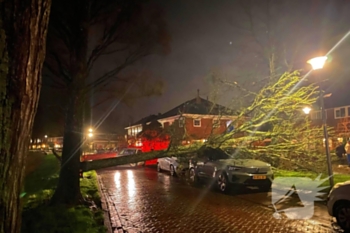 natuur prins willem-alexandersingel den helder